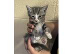 Adopt Fl-6 a Domestic Shorthair / Mixed cat in Pomona, CA (41464407)