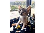 Adopt Gordita Crunch* a Domestic Shorthair / Mixed cat in Pomona, CA (41465293)