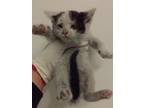 Adopt Jewel* / Fl-18 a Domestic Shorthair / Mixed cat in Pomona, CA (41464406)