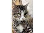 Adopt Mama Cordelia a Domestic Shorthair / Mixed cat in Spokane Valley