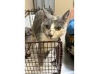 Adopt Rory a Domestic Shorthair / Mixed cat in Spokane Valley, WA (41464394)