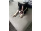 Adopt Bella a Black - with White Boston Terrier / Mixed dog in Scottdale