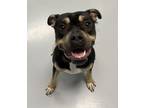 Adopt Seven a Pit Bull Terrier / Mixed dog in Topeka, KS (41464368)