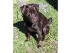 Adopt Keo a Brown/Chocolate Labrador Retriever / Mutt / Mixed dog in Beaufort