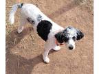 Adopt Panda a Black - with White Poodle (Miniature) / Mixed Breed (Small) /