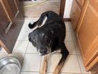 Adopt Frank a Black - with Tan, Yellow or Fawn German Shepherd Dog / Mutt /