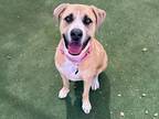 Adopt Raleigh a Tan/Yellow/Fawn American Pit Bull Terrier / Mixed Breed (Medium)