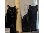 Adopt Yona (bonded with Osa) a Black (Mostly) Domestic Shorthair / Mixed (short