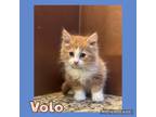 Adopt Volo a Orange or Red (Mostly) Domestic Mediumhair (medium coat) cat in