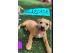 Adopt Archie a Tan/Yellow/Fawn - with White Schnauzer (Miniature) / Mixed dog in