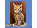 Adopt Wyll a Orange or Red Domestic Shorthair (short coat) cat in Scottsdale