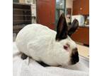 Adopt MR.VELVETEEN a Bunny Rabbit