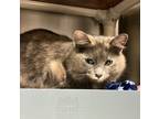 Adopt Fucia a Domestic Mediumhair / Mixed cat in Vancouver, WA (41465238)