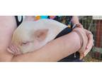 Adopt Pink a Pig (Potbellied) farm-type animal in Weatherford, TX (41465232)