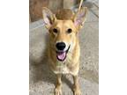 Adopt Darling a Tan/Yellow/Fawn Shepherd (Unknown Type) / Mixed dog in Fort
