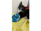 Adopt Micio a All Black Domestic Shorthair / Domestic Shorthair / Mixed cat in