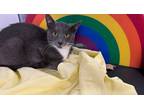 Adopt Milo a Gray or Blue Domestic Shorthair / Domestic Shorthair / Mixed cat in