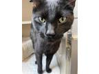 Adopt Momo (approved adoption!) a All Black Domestic Shorthair / Mixed Breed