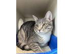 Adopt Cheddar Bob (Not Available) a Gray or Blue Domestic Shorthair / Mixed