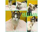 Adopt Mulligan a White Domestic Shorthair / Domestic Shorthair / Mixed cat in