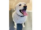 Adopt Daisy a White Great Pyrenees / Labrador Retriever / Mixed dog in Stockton