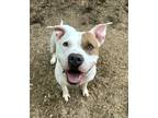 Adopt Sally a White - with Brown or Chocolate Labrador Retriever / American