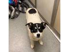 Adopt Jack a Tricolor (Tan/Brown & Black & White) Rat Terrier / Mixed dog in