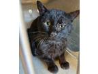 Adopt Pawla a All Black Domestic Shorthair cat in Apple Valley, CA (41465109)
