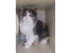 Adopt Dusty a Calico or Dilute Calico Domestic Longhair (long coat) cat in
