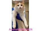Adopt Cat Condo #6 a Domestic Mediumhair / Mixed (long coat) cat in Greenville
