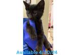 Adopt Cat Condo #12 a Domestic Shorthair / Mixed (short coat) cat in Greenville