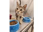 Adopt Cat Condo #2 a Domestic Shorthair / Mixed (short coat) cat in Greenville