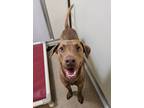 Adopt Poppi a Brown/Chocolate Chesapeake Bay Retriever / Mixed Breed (Large) /