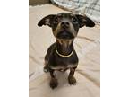 Adopt Ambrose a Mixed Breed (Small) / Mixed dog in Mipiltas, CA (41460879)