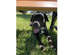Adopt Roscoe (HW-) a Black Golden Retriever / American Pit Bull Terrier / Mixed