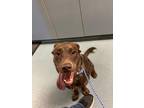 Adopt Okra a Brown/Chocolate Labrador Retriever / Mixed dog in Olympia