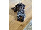 Adopt Rue a Black Mixed Breed (Small) / Mixed dog in DeKalb, IL (41465156)