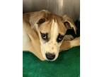 Adopt 55921990 a Tan/Yellow/Fawn Mixed Breed (Medium) / Mixed dog in San Marcos