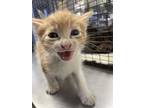 Adopt English Homework a Orange or Red Domestic Shorthair / Mixed Breed (Medium)