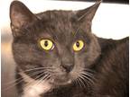 Adopt Babadook a Gray or Blue Domestic Shorthair / Domestic Shorthair / Mixed