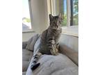Adopt Benji a Brown Tabby Bengal / Mixed (short coat) cat in Thousand Oaks