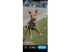 Adopt Marley a Tan/Yellow/Fawn Pharaoh Hound / Mixed dog in Manhasset