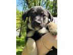 Adopt Luke a Black - with Tan, Yellow or Fawn German Shepherd Dog / Labrador