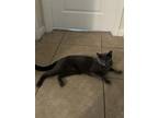 Adopt Miso a Gray or Blue Domestic Shorthair / Mixed (short coat) cat in