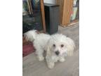 Adopt Selena a White - with Tan, Yellow or Fawn Shih Poo / Mixed dog in Racine