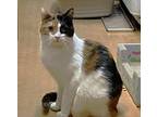 Adopt Kiddin a Calico or Dilute Calico Calico (short coat) cat in GARDEN CITY