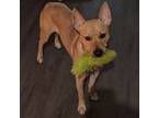 Adopt Pixie a Tan/Yellow/Fawn Black Mouth Cur / Mutt / Mixed dog in San Antonio