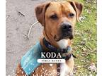 Adopt Koda a Rottweiler / Mixed dog in Waverly, NY (39591355)
