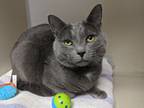 Adopt Father O'Brien a Gray or Blue Domestic Shorthair (short coat) cat in