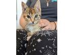 Adopt Butterfly a Domestic Shorthair / Mixed (short coat) cat in Hyde Park